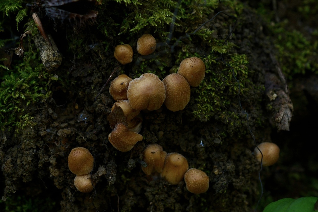 Micacei · March 2026 · photo: © cryptomarasmius (iNaturalist, cc-by)