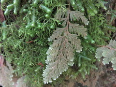 Hymenophyllum frankliniae