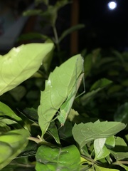 Conocephalus longipes