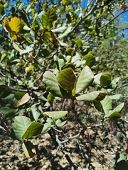 Quercus jonesii