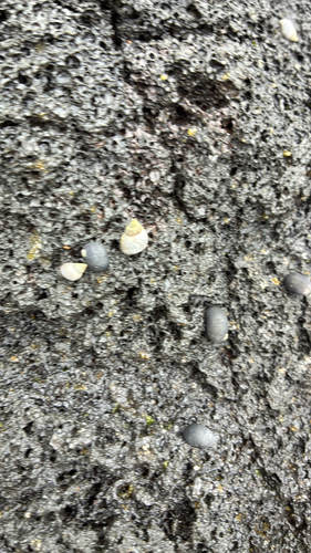 Littoraria pintado observed 2026-03-19