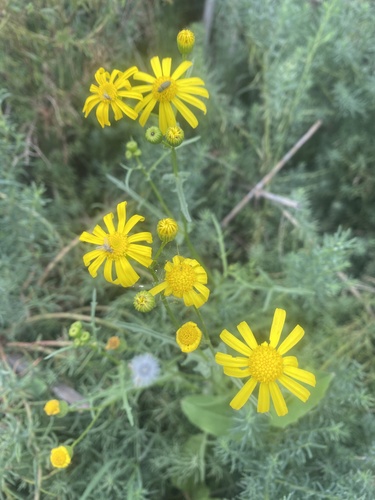 Senecio glaucus, photograph 5