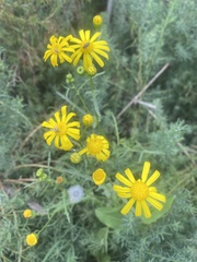 Senecio glaucus, photograph (c) Katharine Khamhaengwong, some rights reserved (CC BY)