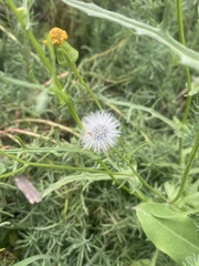 Senecio glaucus, photograph (c) Katharine Khamhaengwong, some rights reserved (CC BY)