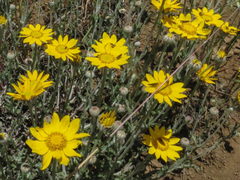 Eriophyllum lanatum achilleoides
