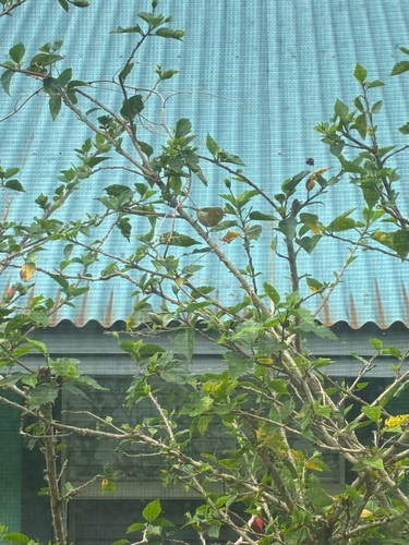 Zosterops japonicus observed 2026-03-15