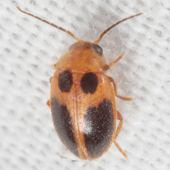 Sacodes pulchella