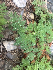 Eucrypta chrysanthemifolia bipinnatifida