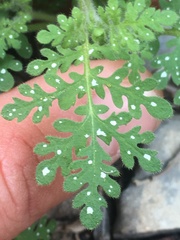 Eucrypta chrysanthemifolia bipinnatifida