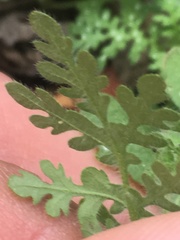 Eucrypta chrysanthemifolia bipinnatifida