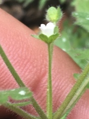 Eucrypta chrysanthemifolia bipinnatifida