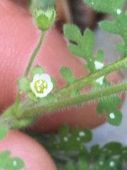 Eucrypta chrysanthemifolia bipinnatifida