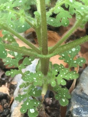 Eucrypta chrysanthemifolia bipinnatifida