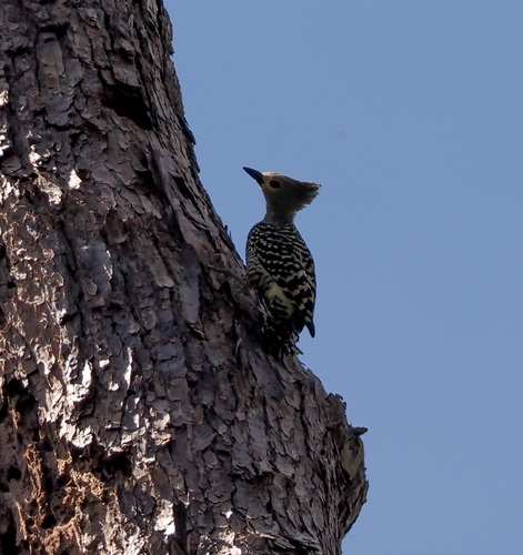 Zebra Woodpecker (Meiglyptes tristis)