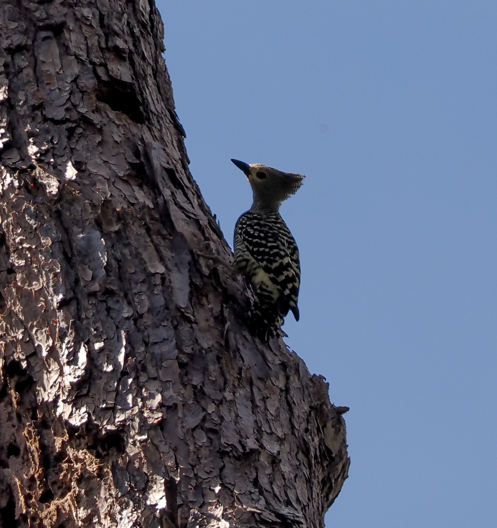 Zebra Woodpecker (Meiglyptes tristis), photo 1