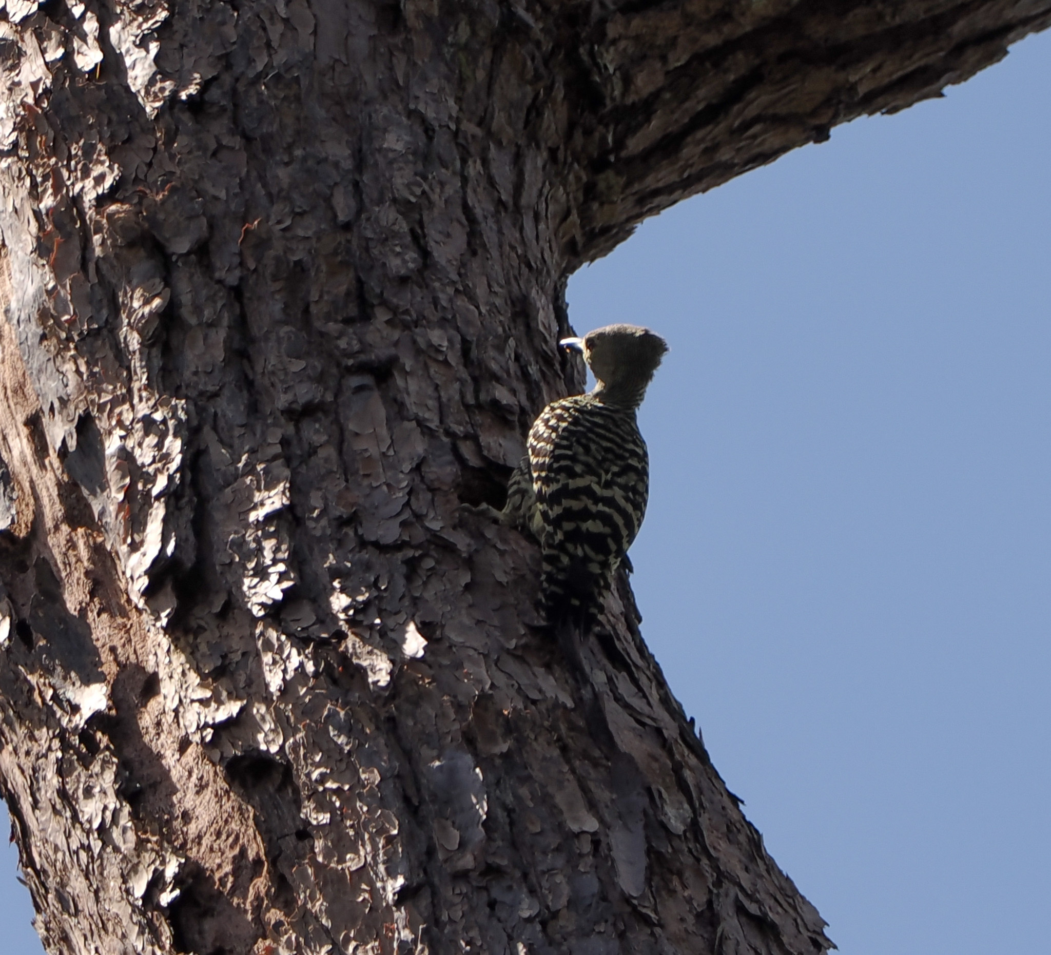 Zebra Woodpecker (Meiglyptes tristis), photo 2