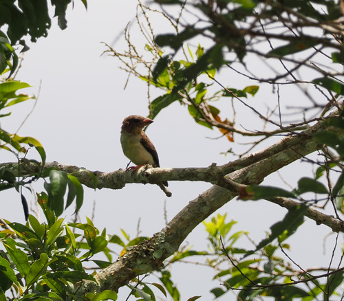 Sooty Barbet (Caloramphus hayii), photo 2