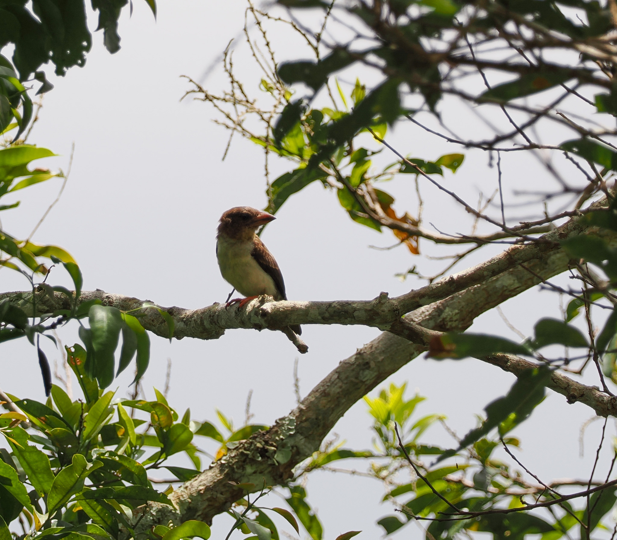 Sooty Barbet (Caloramphus hayii), photo 2