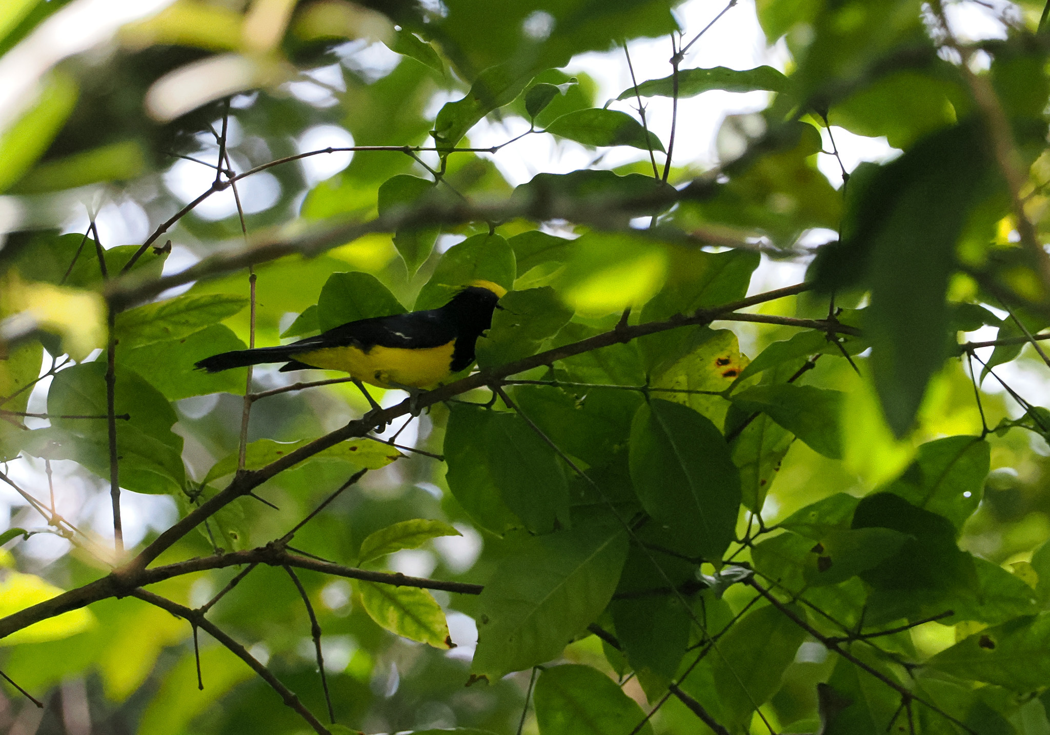Sultan Tit (Melanochlora sultanea), photo 4