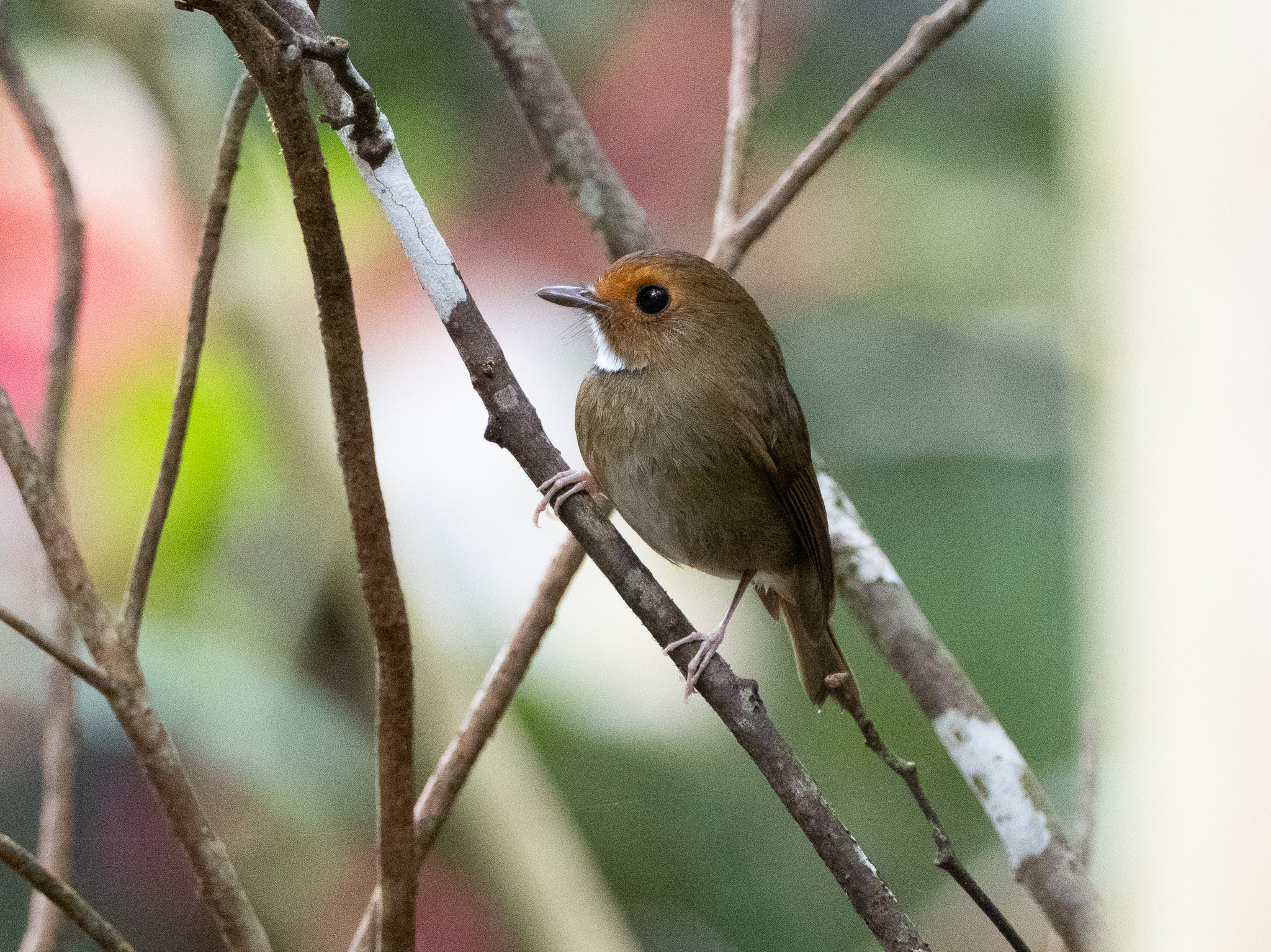 Rufous-browed Flycatcher (Anthipes solitaris), photo 1