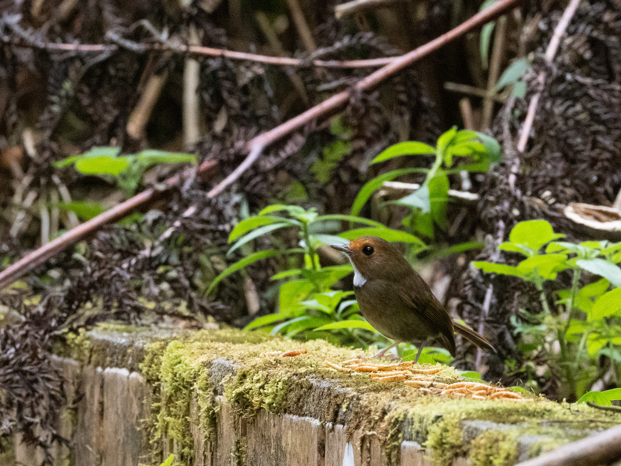 Rufous-browed Flycatcher (Anthipes solitaris), photo 2