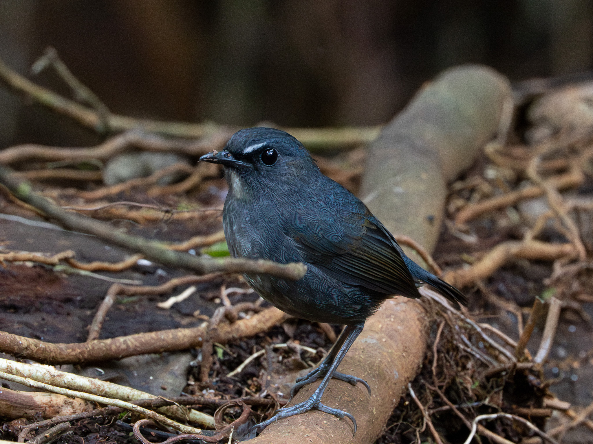 Lesser Shortwing (Brachypteryx leucophris), photo 1