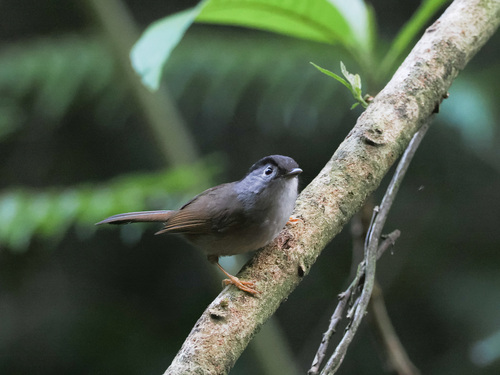 Mountain Fulvetta (Alcippe peracensis)