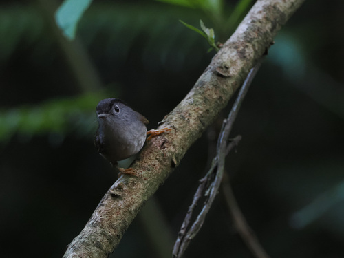 Mountain Fulvetta (Alcippe peracensis), photo 2