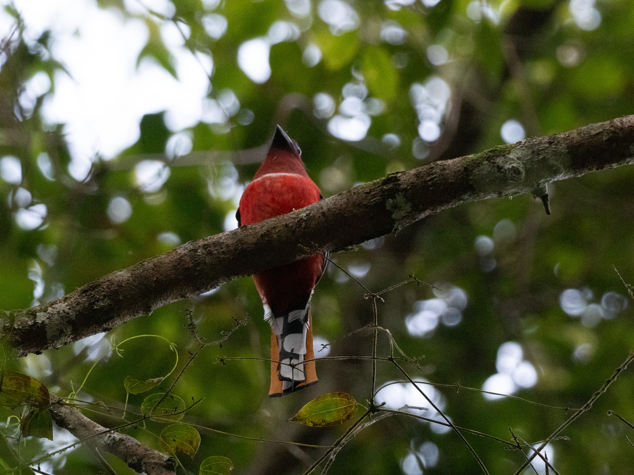 Red-headed Trogon (Harpactes erythrocephalus), photo 3