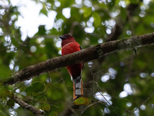 Red-headed Trogon (Harpactes erythrocephalus), photo 4