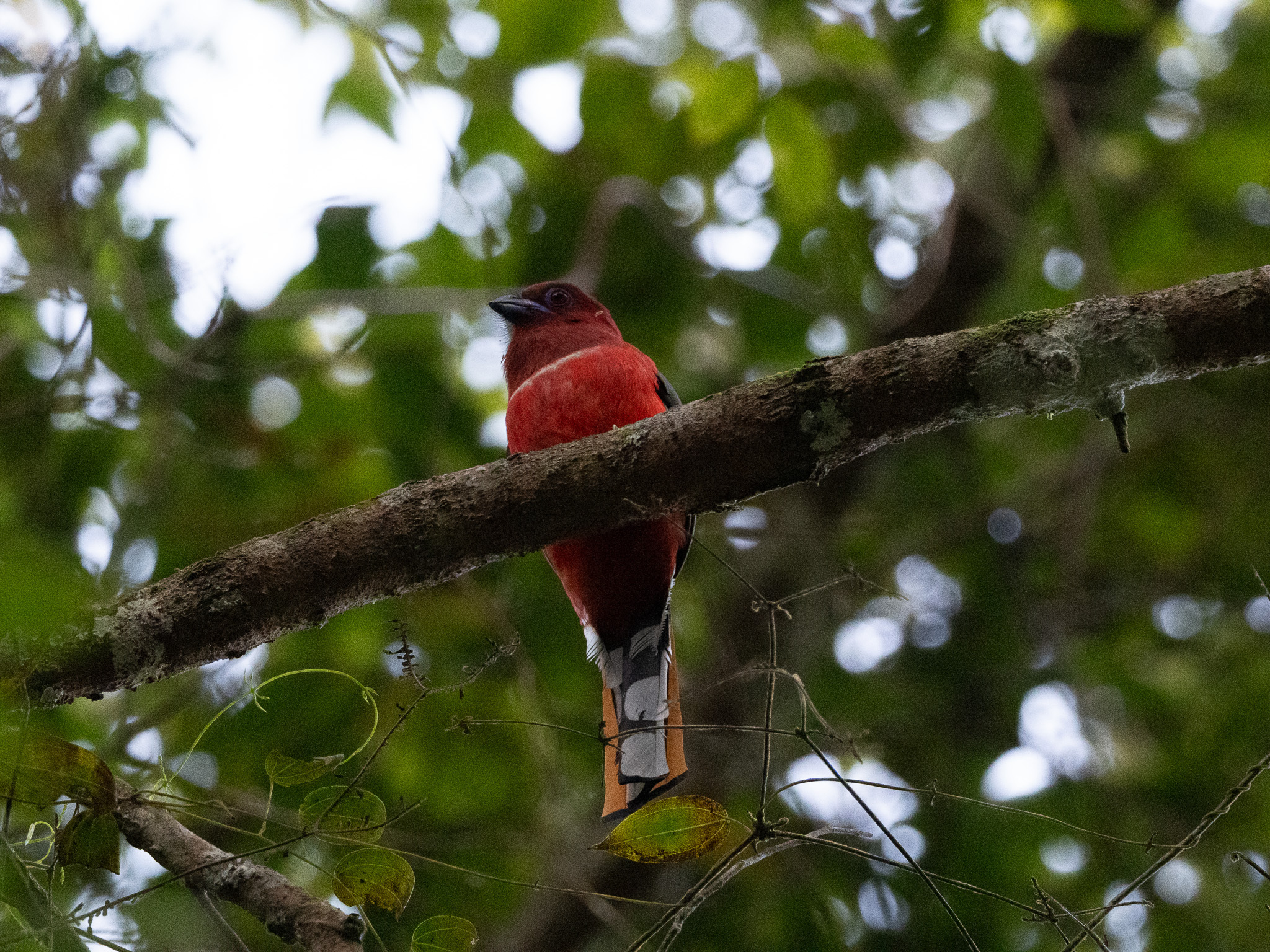 Red-headed Trogon (Harpactes erythrocephalus), photo 4