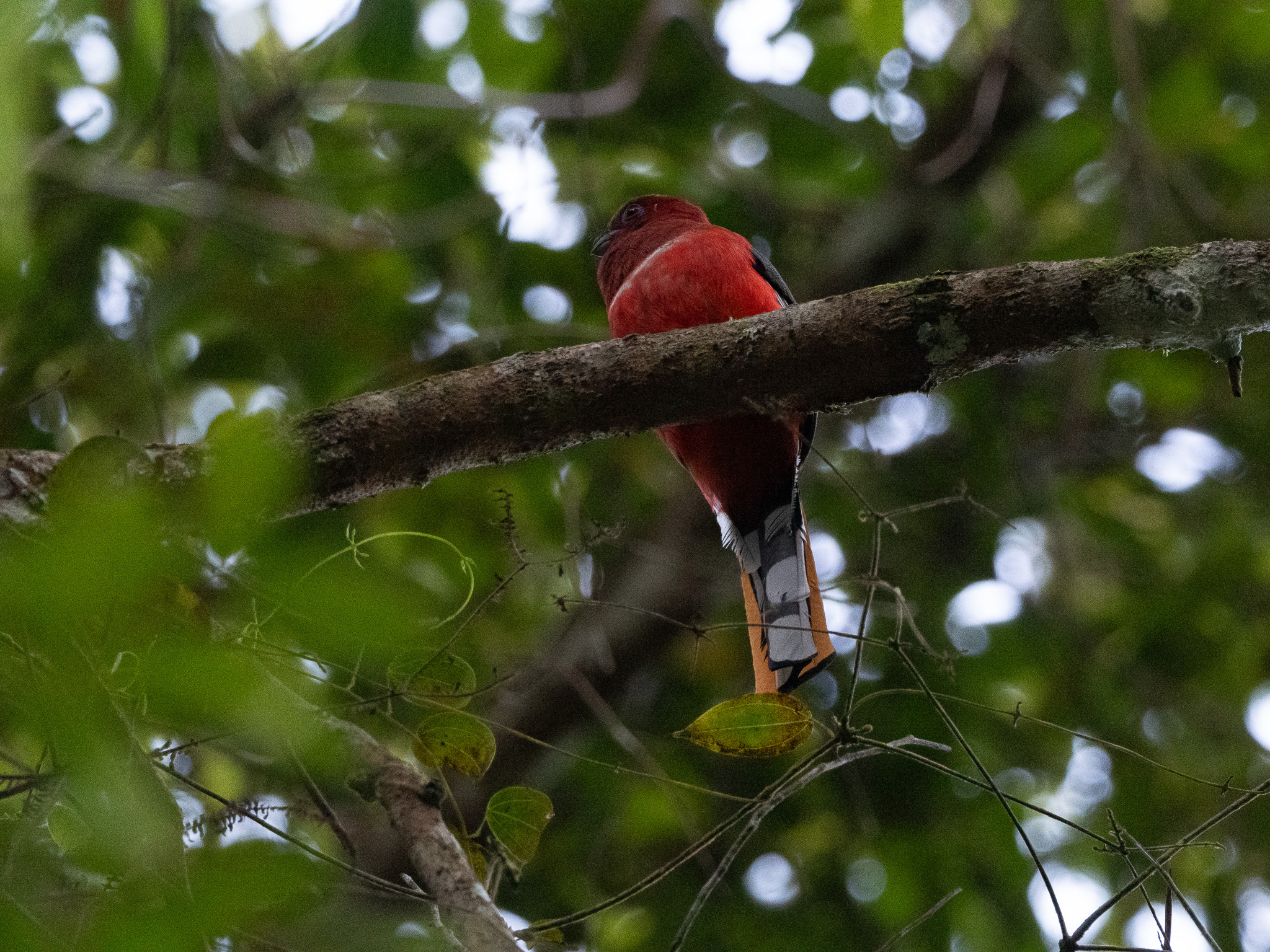 Red-headed Trogon (Harpactes erythrocephalus), photo 5