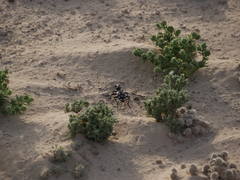 Anthia duodecimguttata