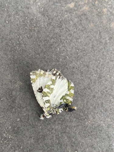 Green-striped White