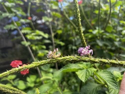 Common Spiny Flower Mantis