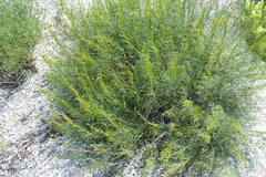 Artemisia salsoloides