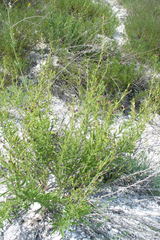 Scrophularia cretacea