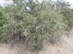 Lycium andersonii wrightii