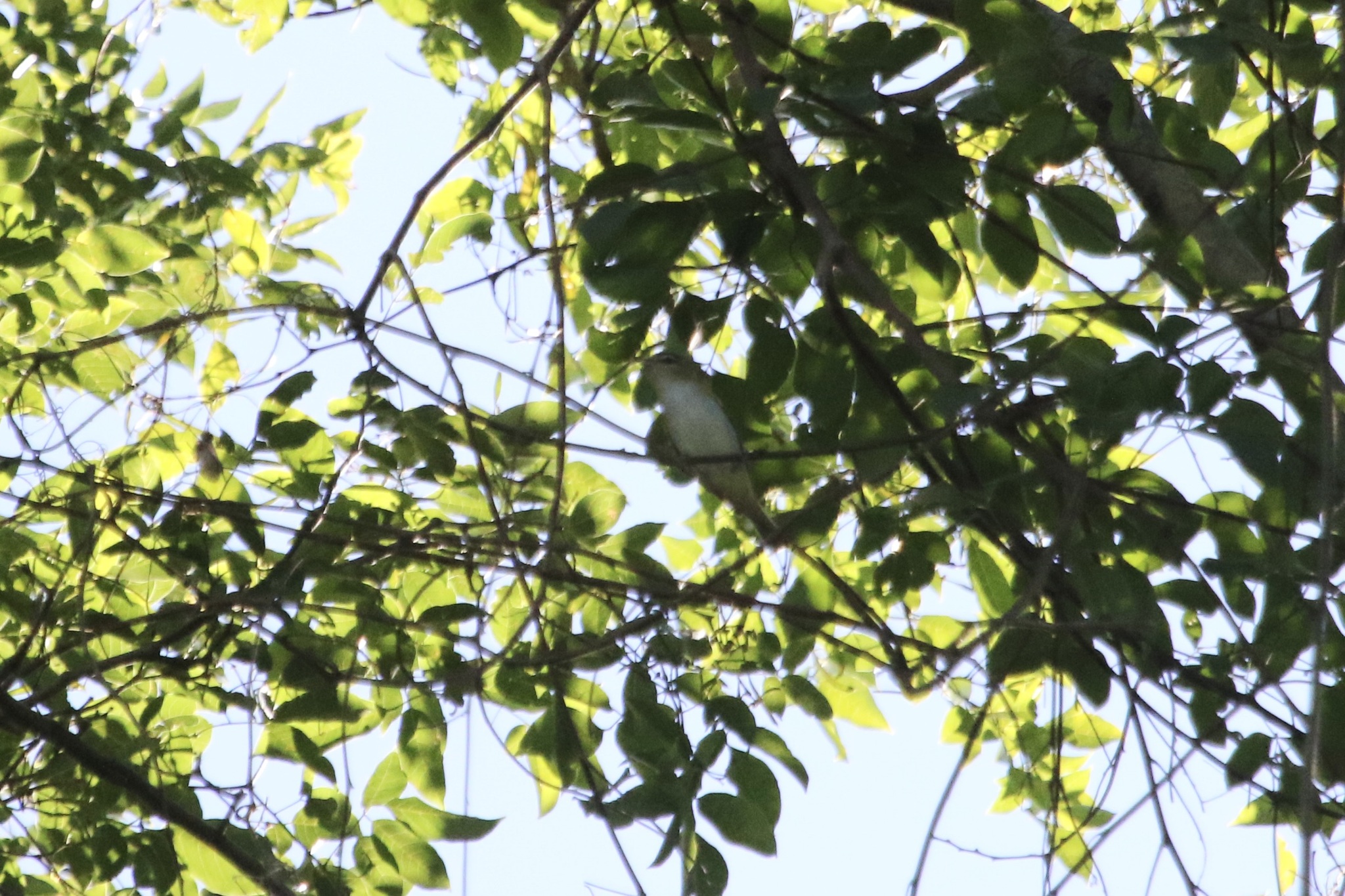 Red-eyed Vireo (Vireo olivaceus), photo 8
