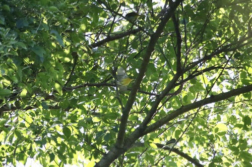 Tropical Parula (Setophaga pitiayumi), photo 7