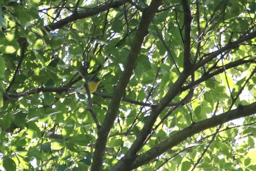 Tropical Parula (Setophaga pitiayumi), photo 8