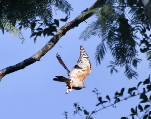 Rufous-thighed Kite (Harpagus diodon), photo 3