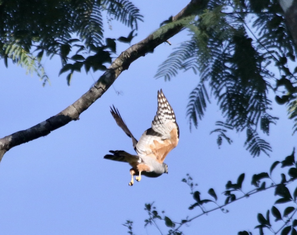 Rufous-thighed Kite (Harpagus diodon), photo 3