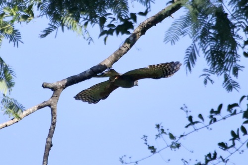 Rufous-thighed Kite (Harpagus diodon), photo 4