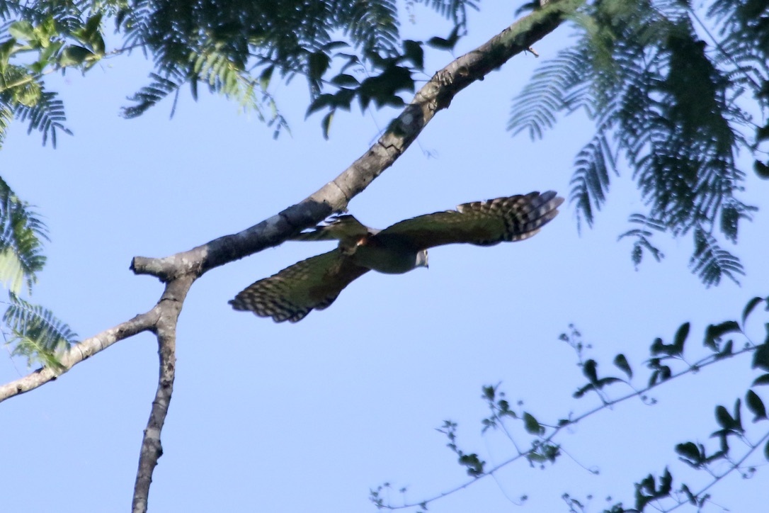 Rufous-thighed Kite (Harpagus diodon), photo 4