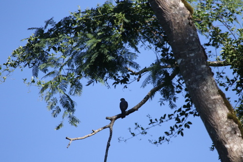 Rufous-thighed Kite (Harpagus diodon), photo 5