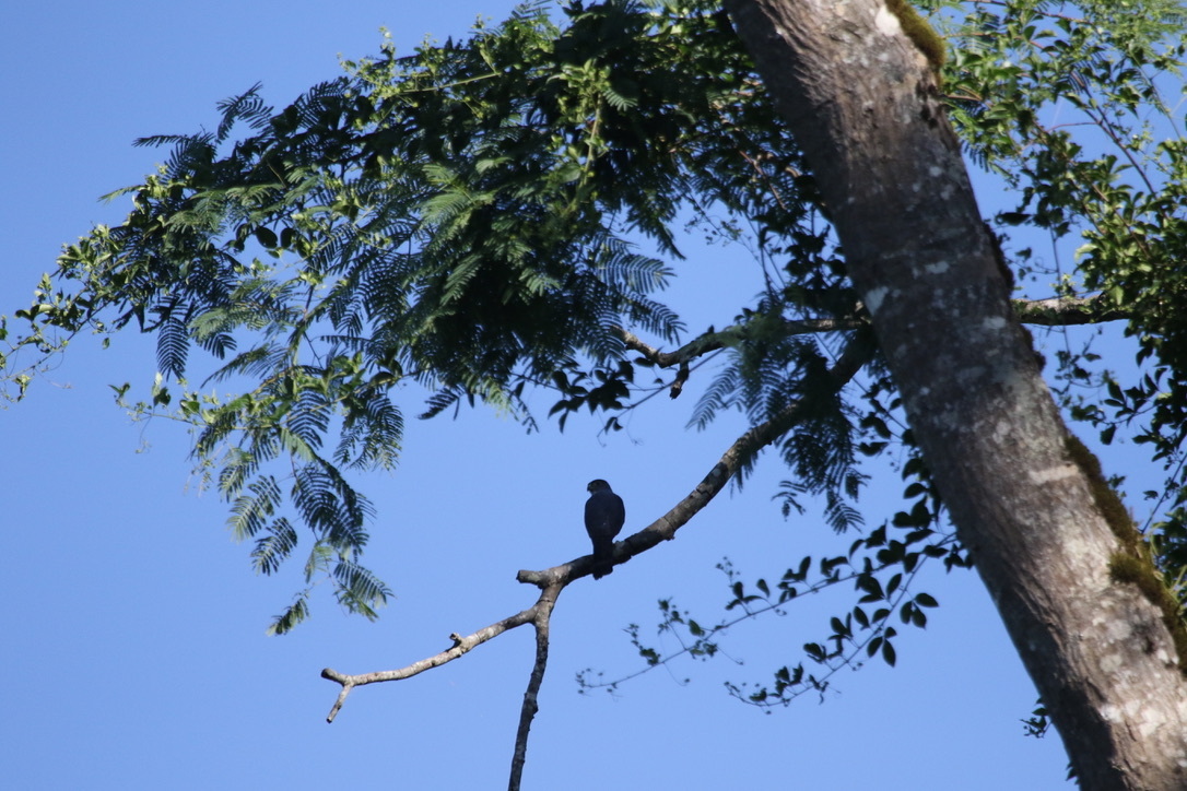 Rufous-thighed Kite (Harpagus diodon), photo 6