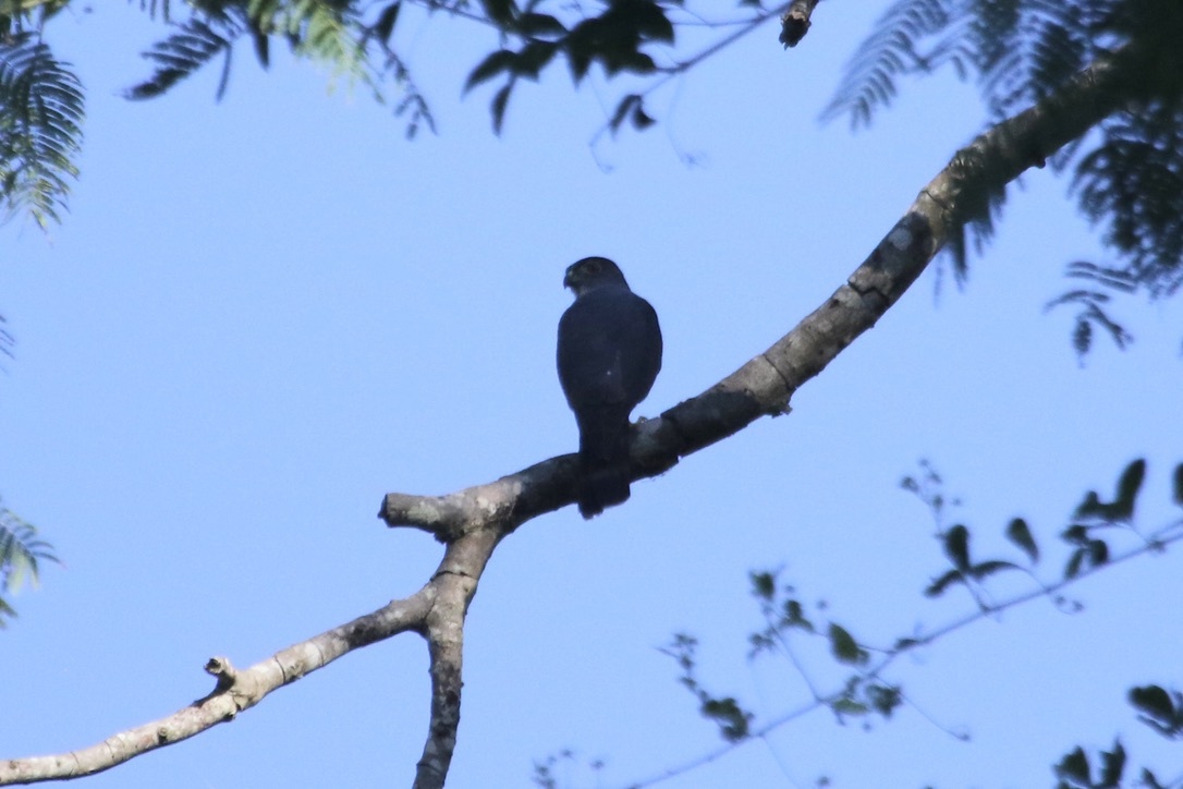 Rufous-thighed Kite (Harpagus diodon), photo 7
