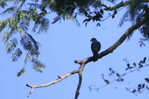 Rufous-thighed Kite (Harpagus diodon), photo 7