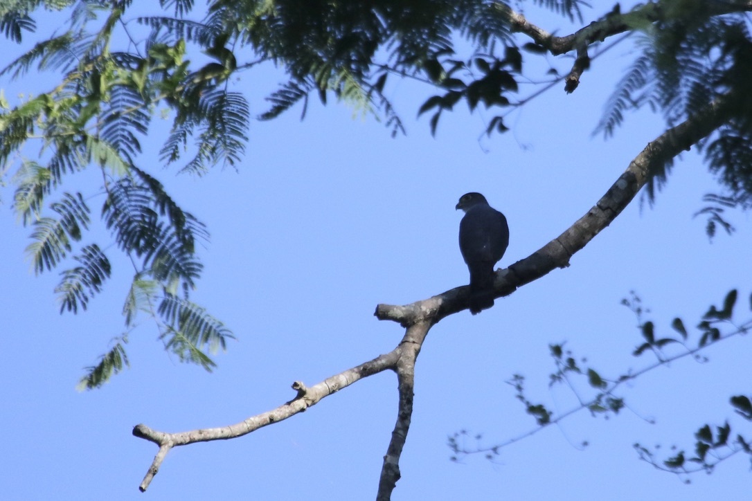 Rufous-thighed Kite (Harpagus diodon), photo 8